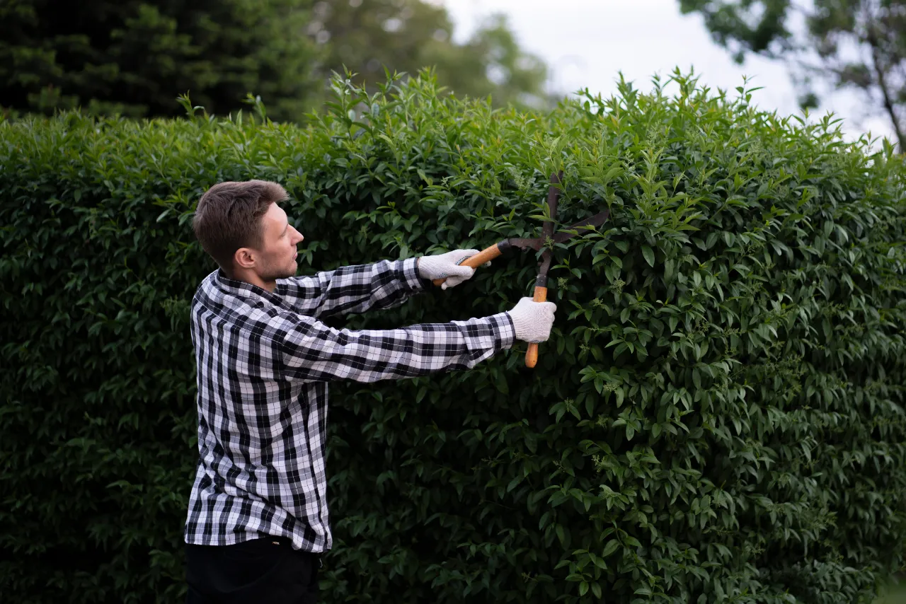 Bush and hedge trimming services in New York