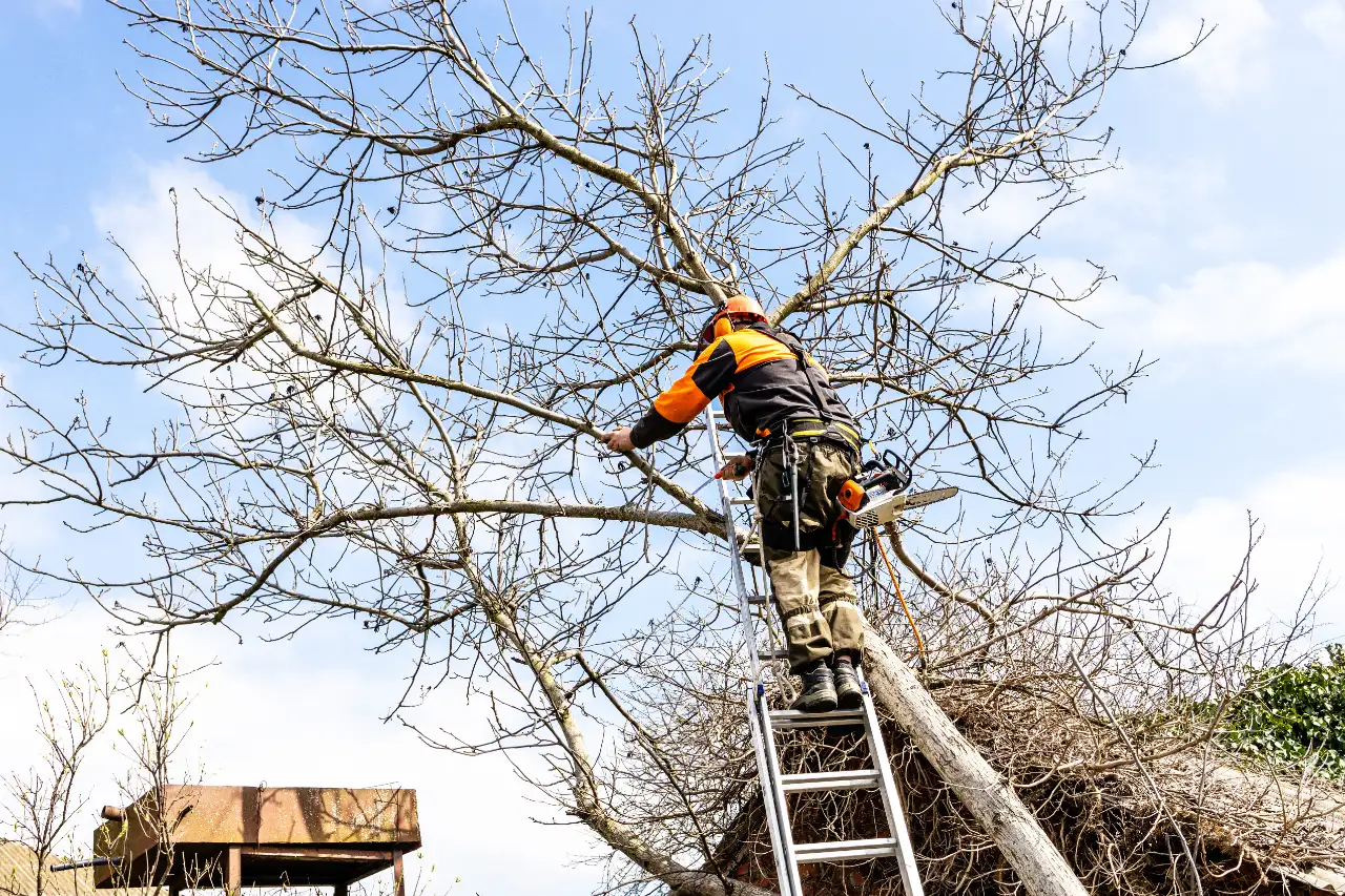 Tree removal and trimming services in New York