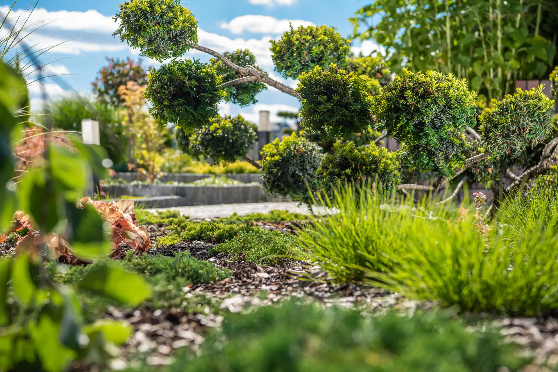 Professional landscaper maintaining a lush green residential lawn