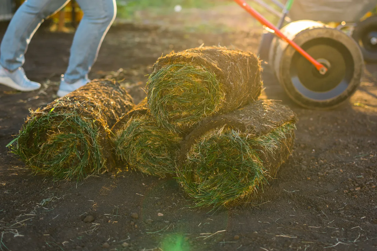 Sod installation in New York — J Martinez Construction