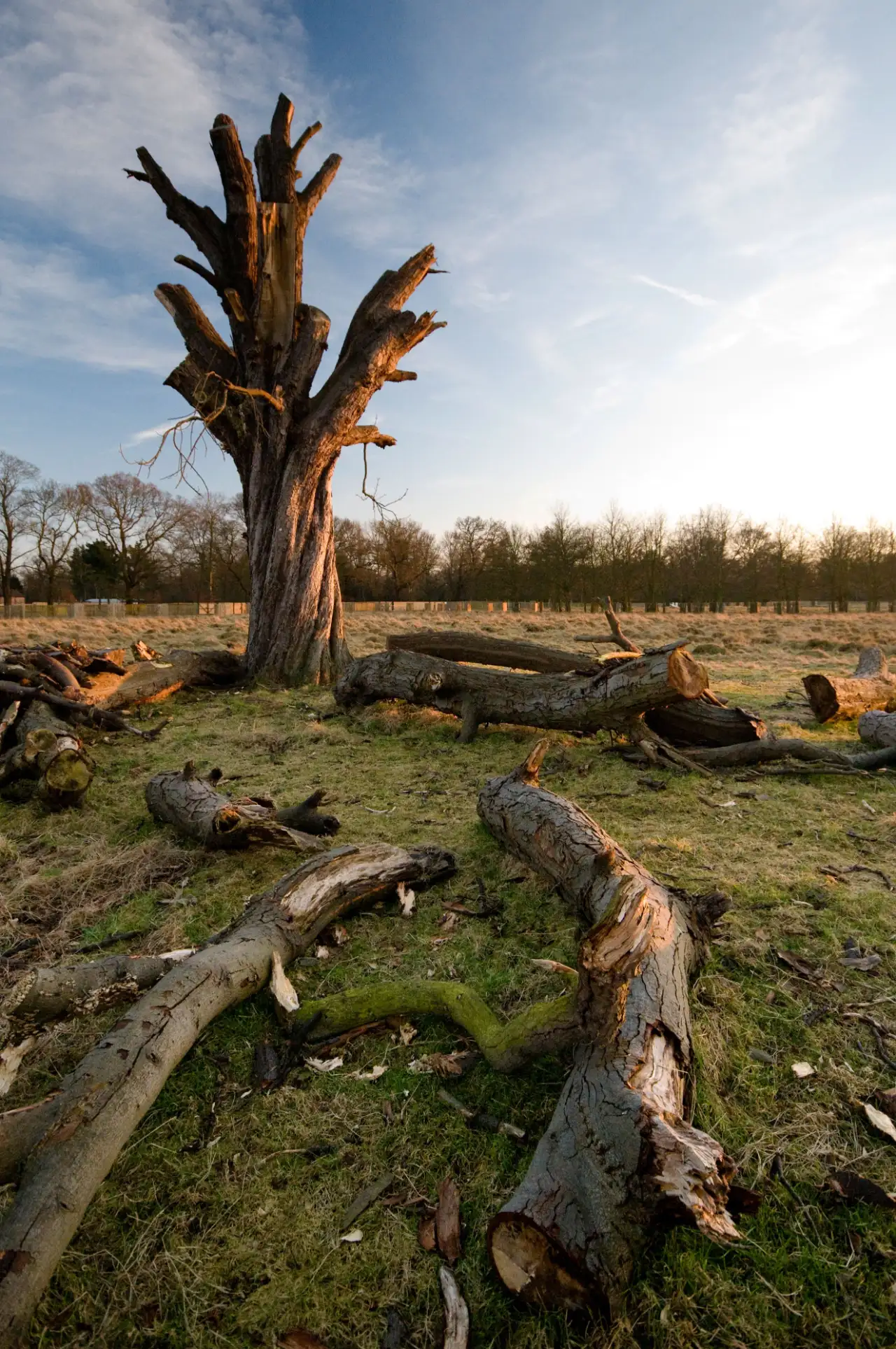 Professional tree removal service in New York with proper equipment
