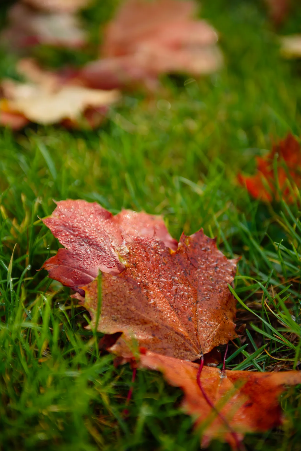 Fall lawn care checklist for New York homeowners with autumn leaves