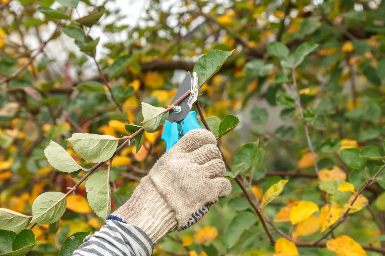 Foundation shrub trimming and shaping in New York