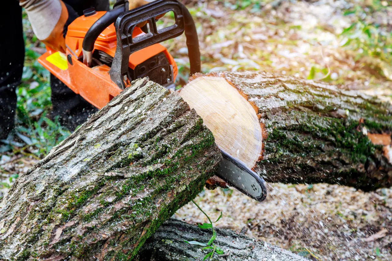 Stump grinding service in New York — J Martinez Construction