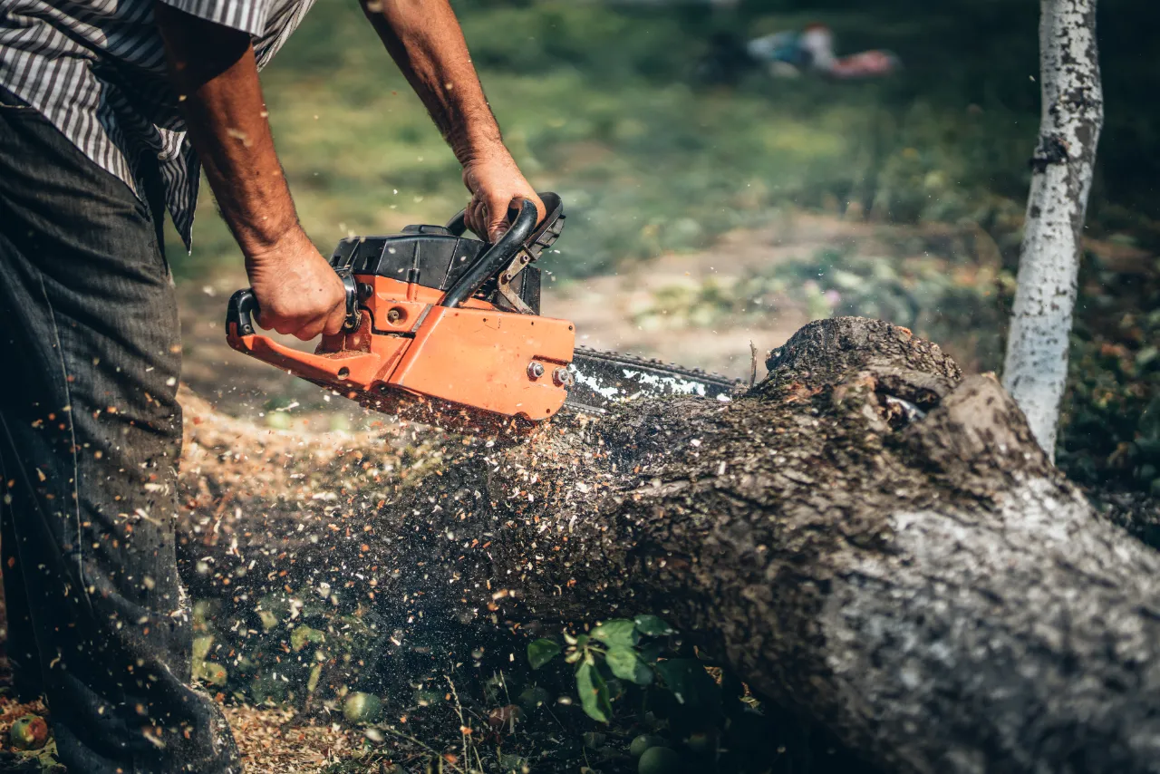 Tree removal service in New York — J Martinez Construction