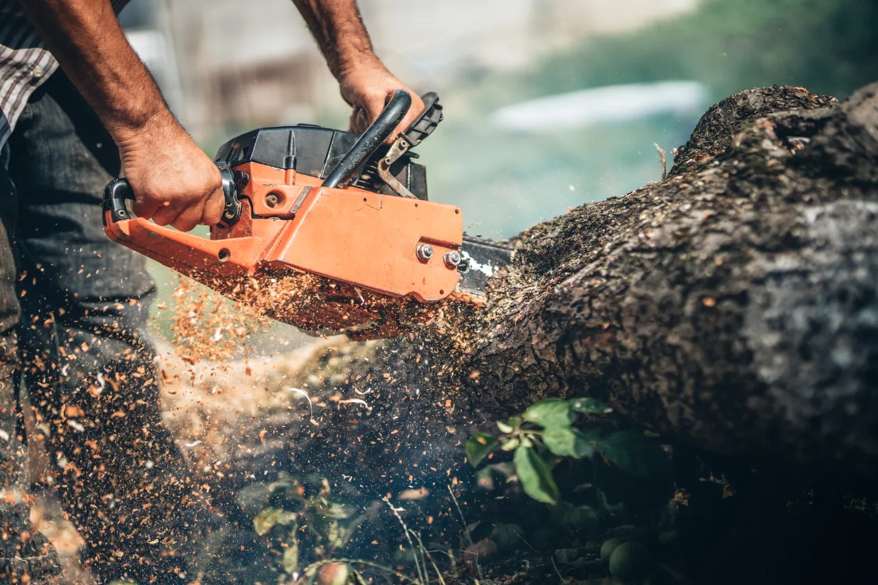 Stump grinding service in New York — J Martinez Construction