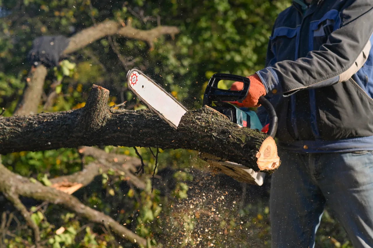 Tree trimming and pruning in Westchester County NY — J Martinez Construction
