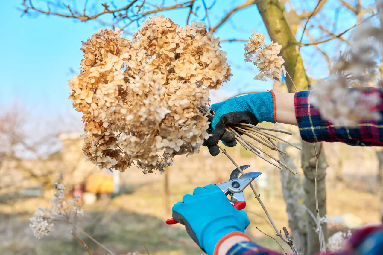 Hedge trimming service in Westchester County NY