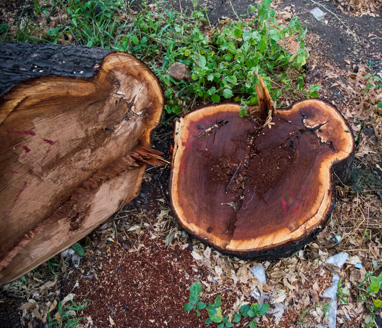 Multiple stump removal in Putnam County NY — J Martinez Construction