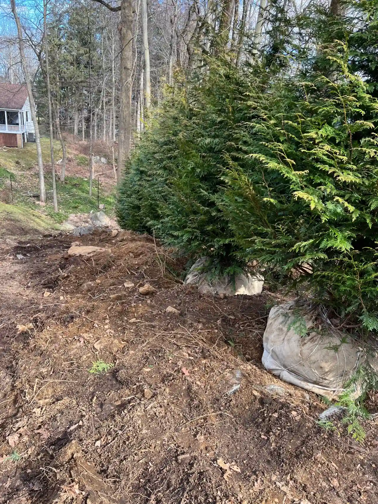 Tree trimming and pruning in Westchester County NY — J Martinez Construction
